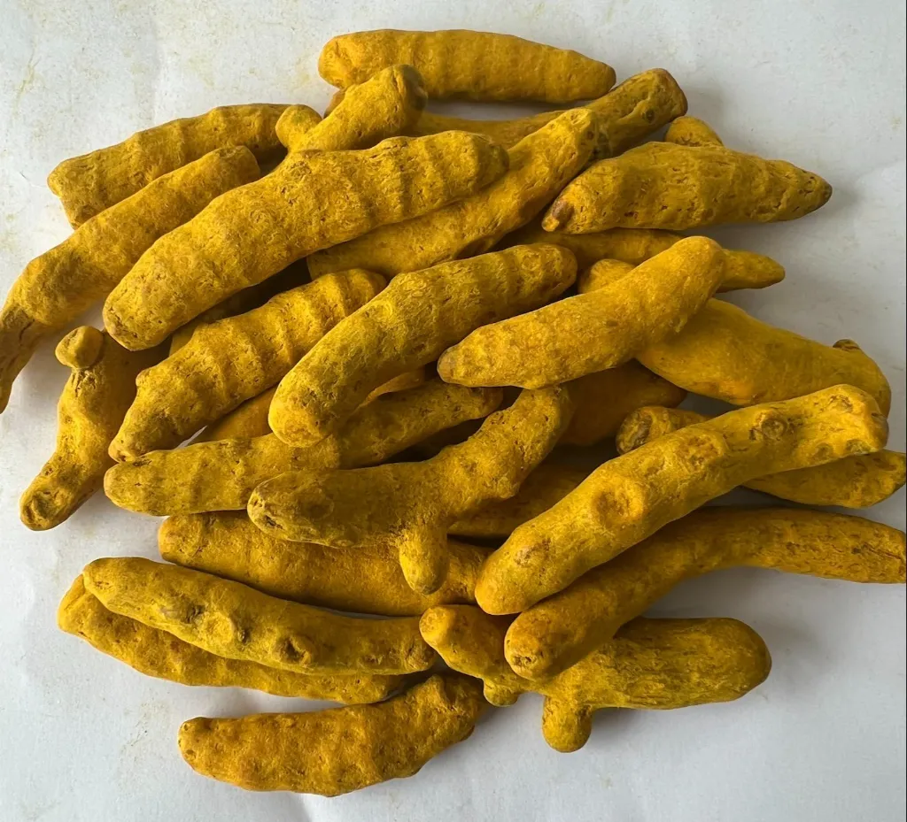 kadapa-turmeric-finger.webp