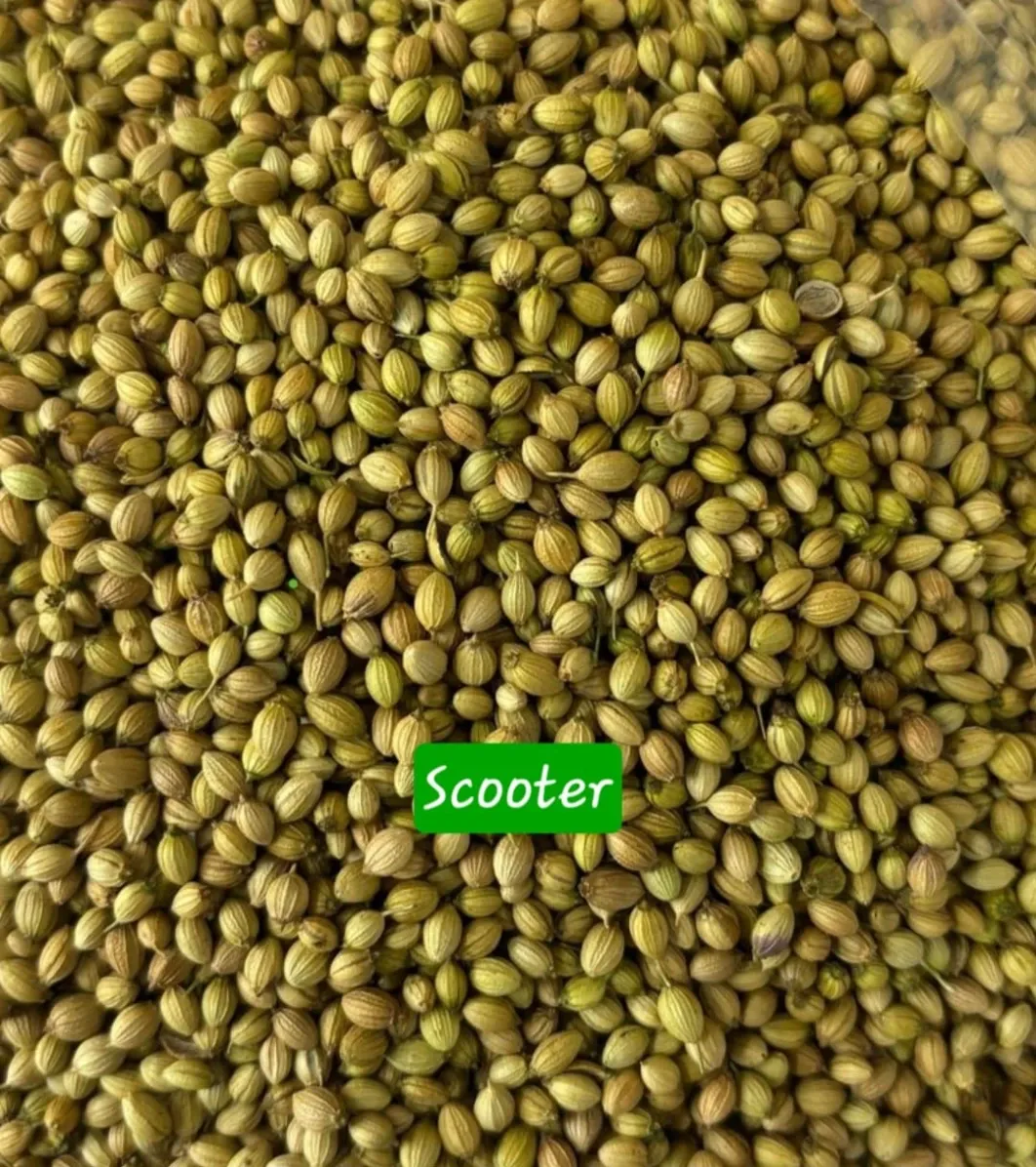 Coriander Seeds